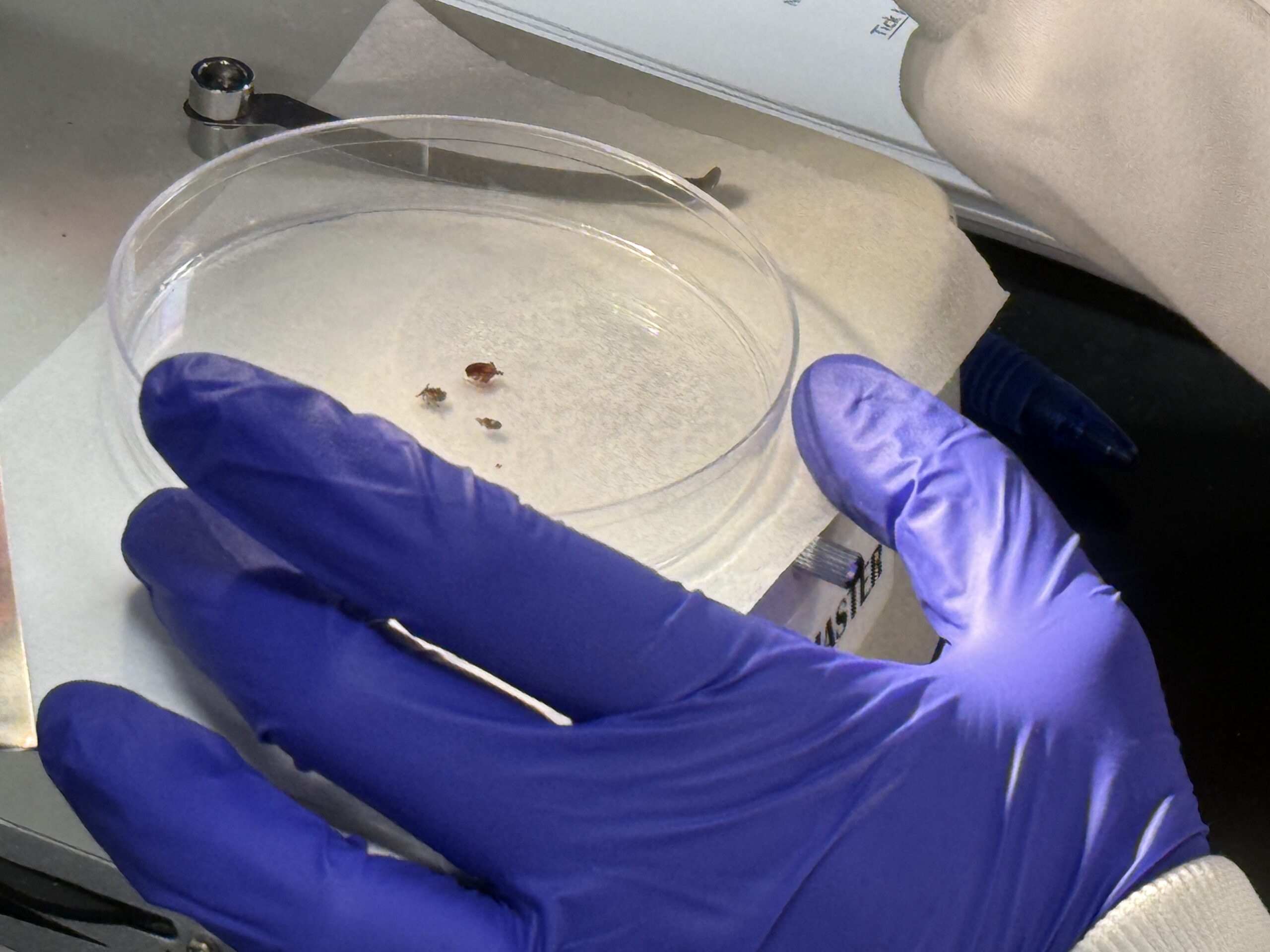 Citizen science project tracks tick-borne disease risks across Wisconsin